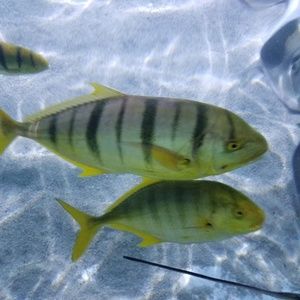 Meet your Posher, Corina